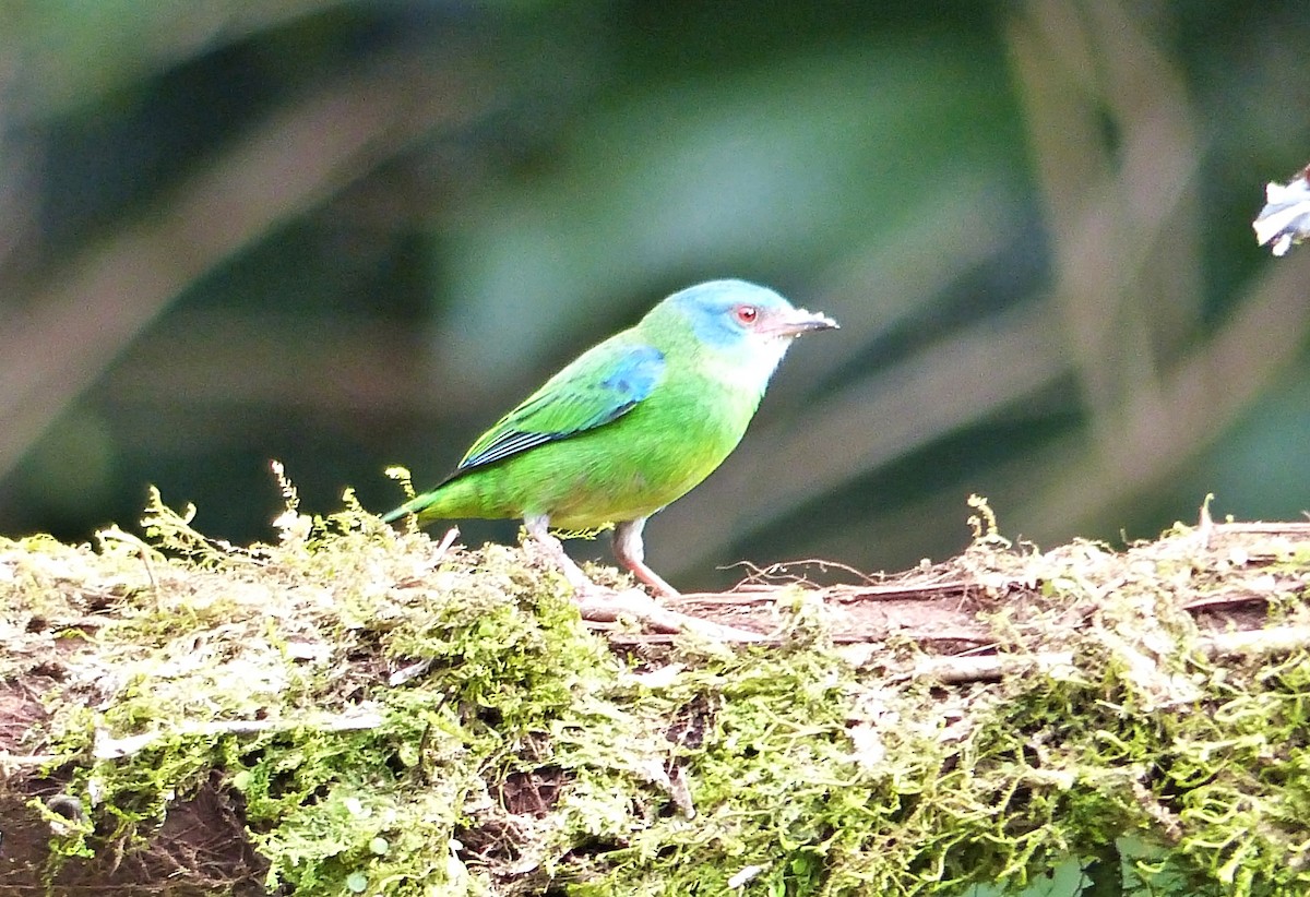 Blue Dacnis - ML643839527
