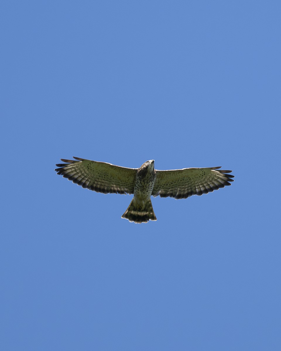 Broad-winged Hawk - ML643839539