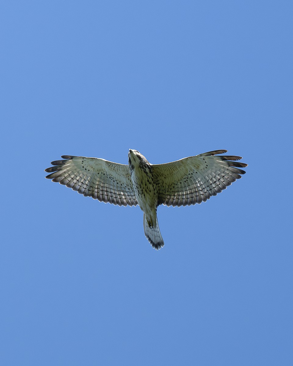 Broad-winged Hawk - ML643839540