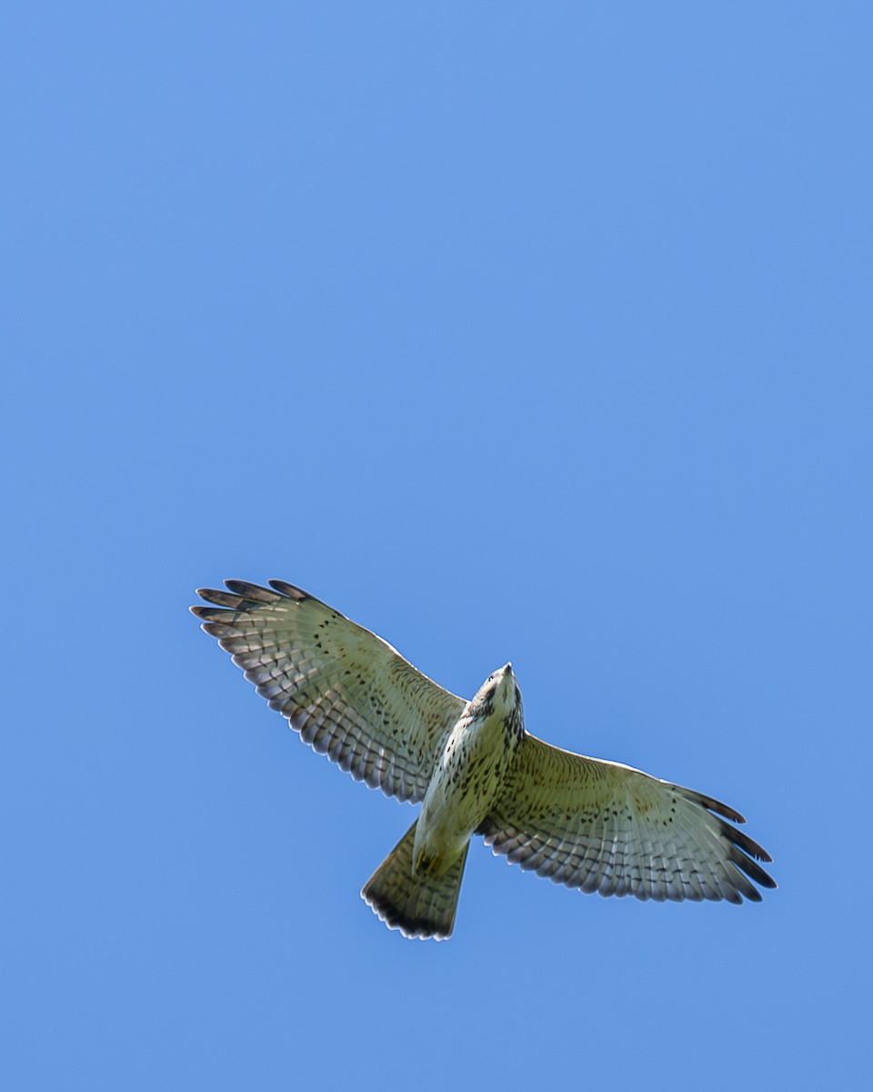 Broad-winged Hawk - ML643839541