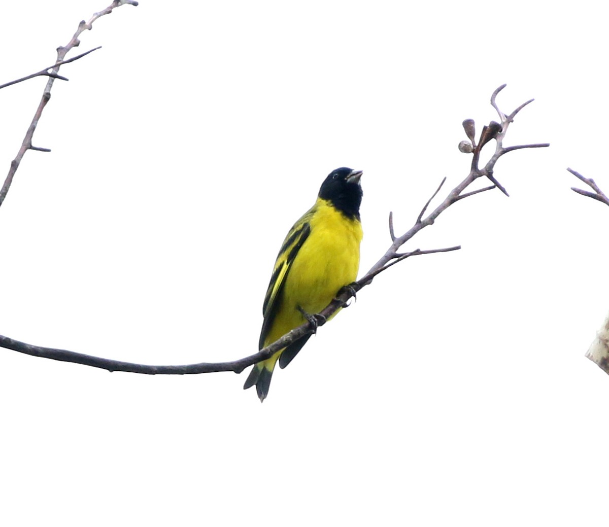 Hooded Siskin - ML643839543