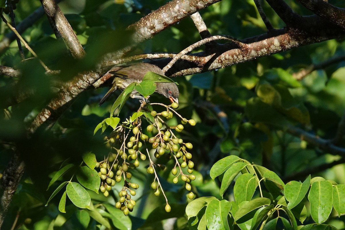 Palmchat - ML643839576