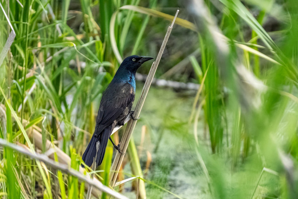 Common Grackle - ML643839580