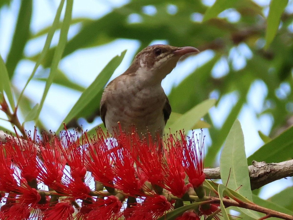 Brown-backed Honeyeater - ML643839586