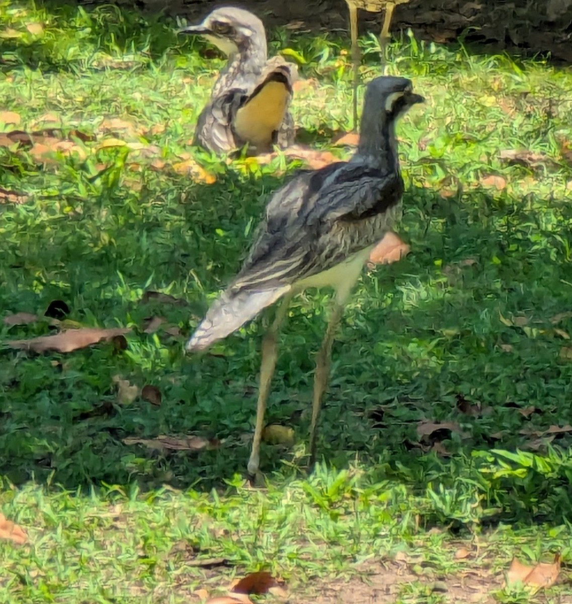 Bush Thick-knee - ML643839589