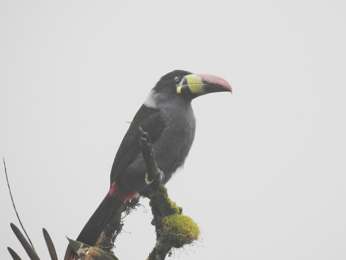 Gray-breasted Mountain-Toucan - ML643839602