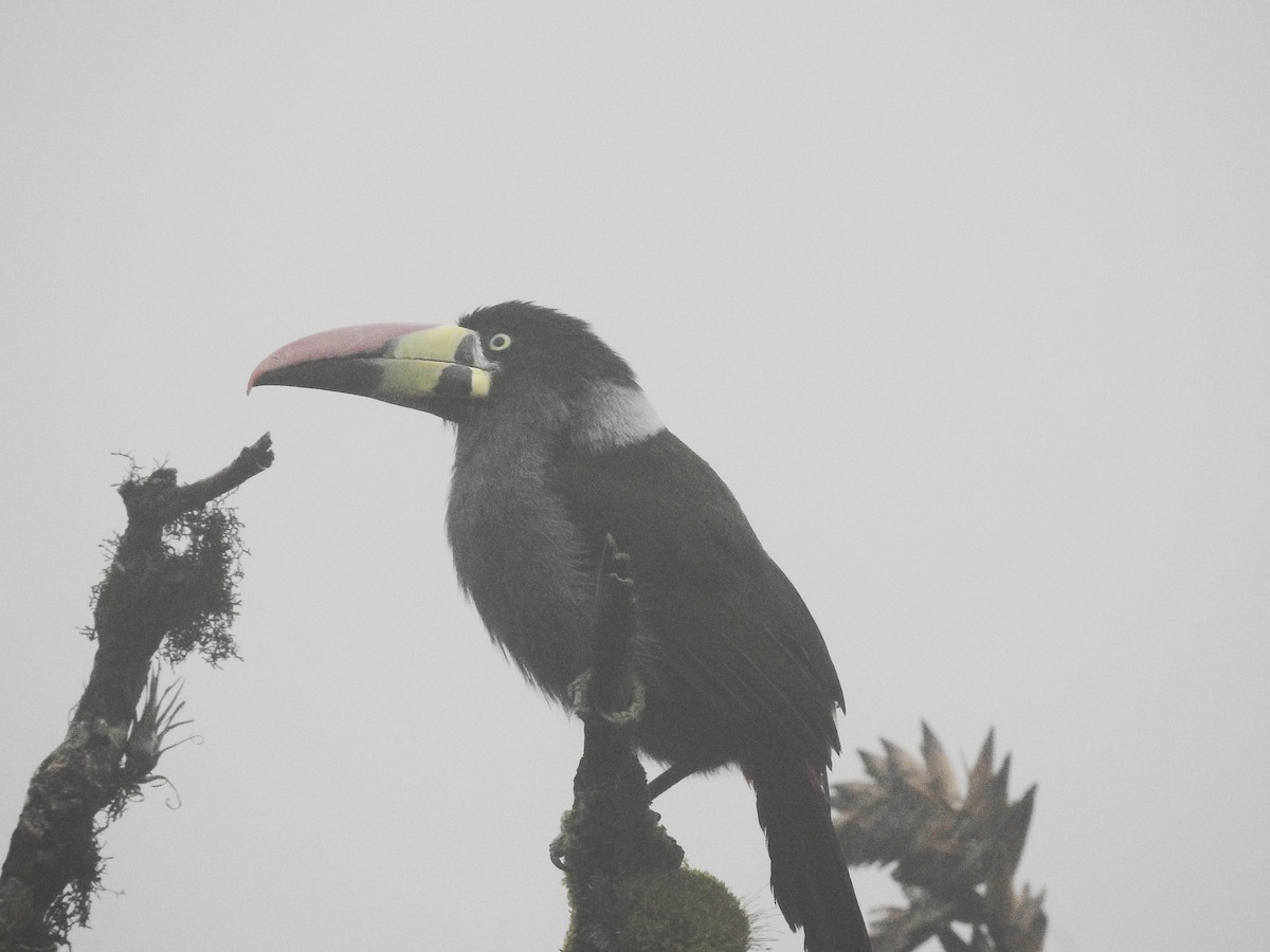 Gray-breasted Mountain-Toucan - ML643839603