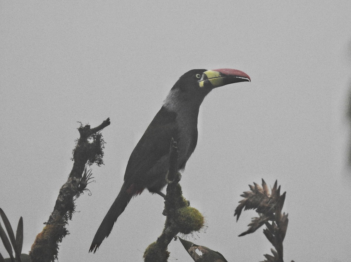 Gray-breasted Mountain-Toucan - ML643839604