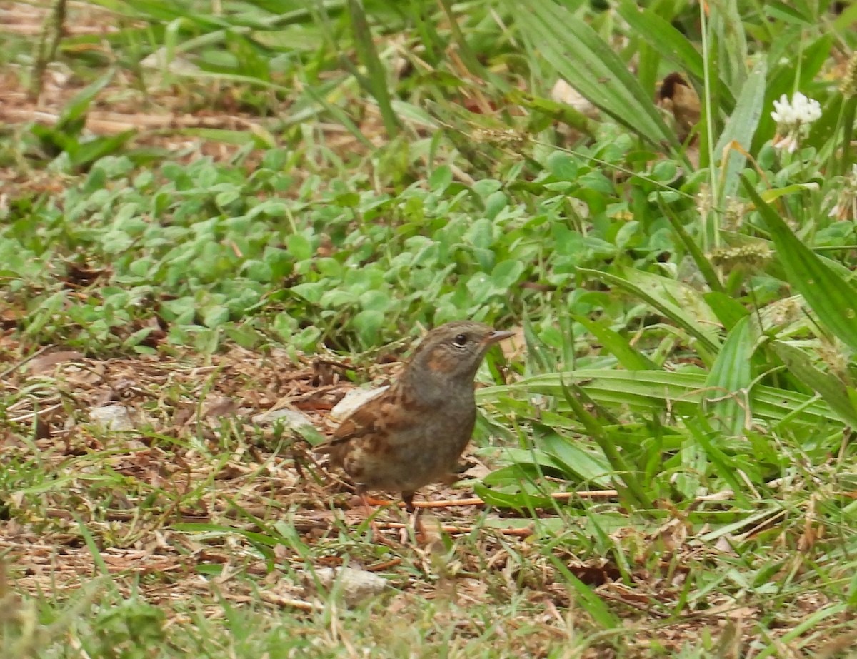 Dunnock - ML643839638