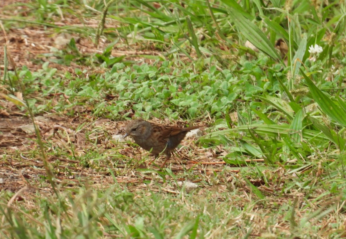 Dunnock - ML643839639