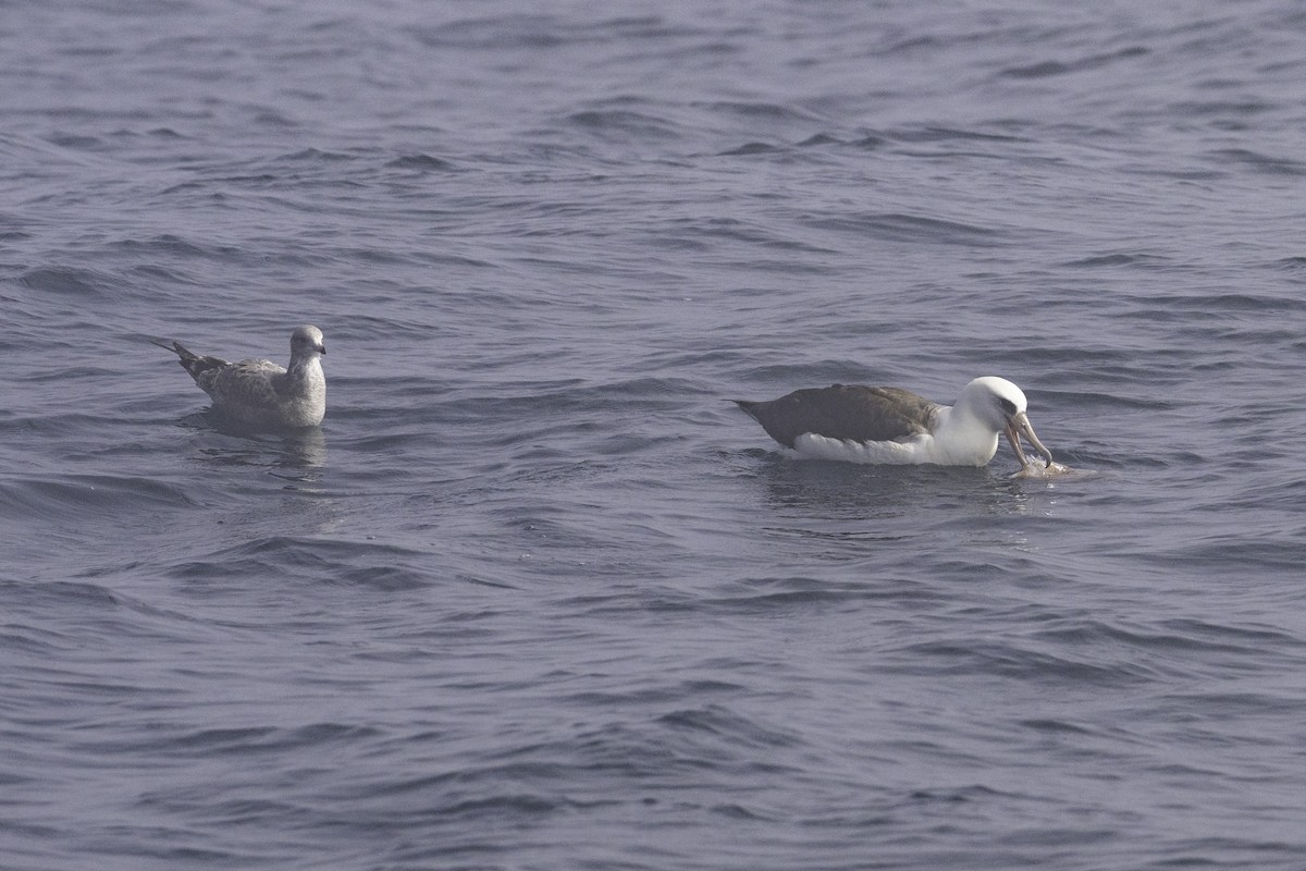 Albatros de Laysan - ML643839701