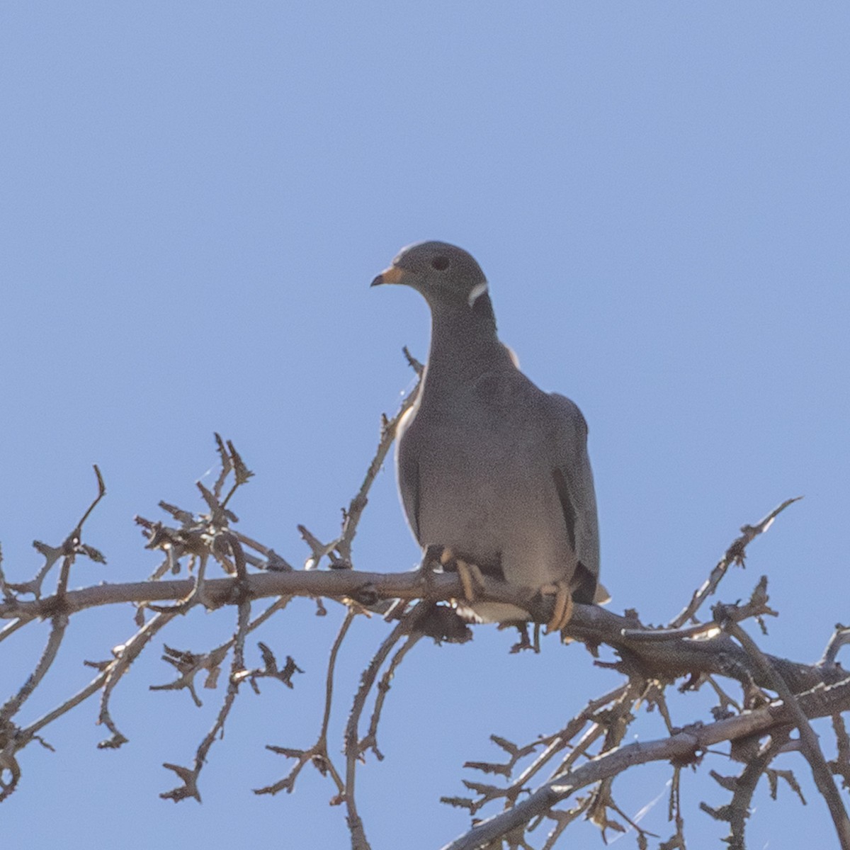 Band-tailed Pigeon - ML643839711