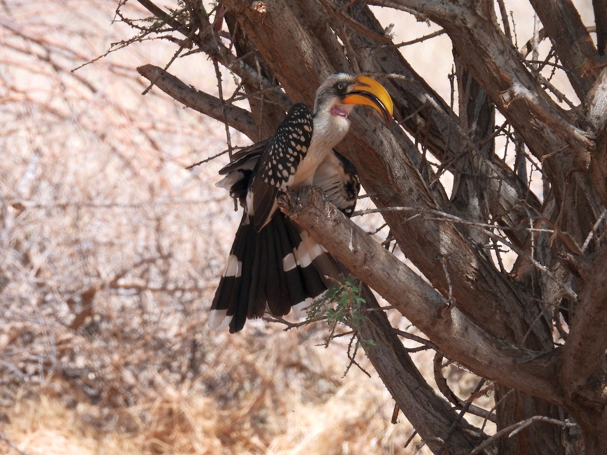Toco Piquigualdo Norteño - ML643839713