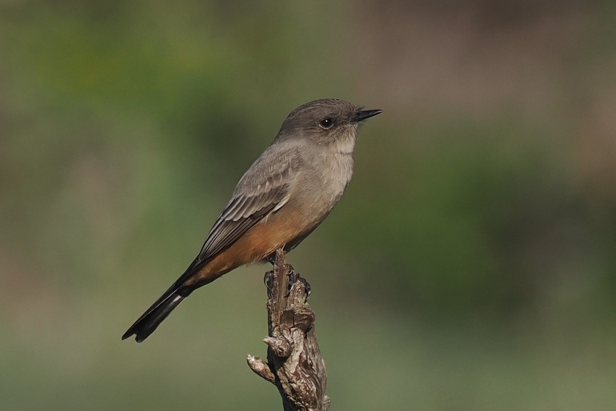 Say's Phoebe - ML643839732