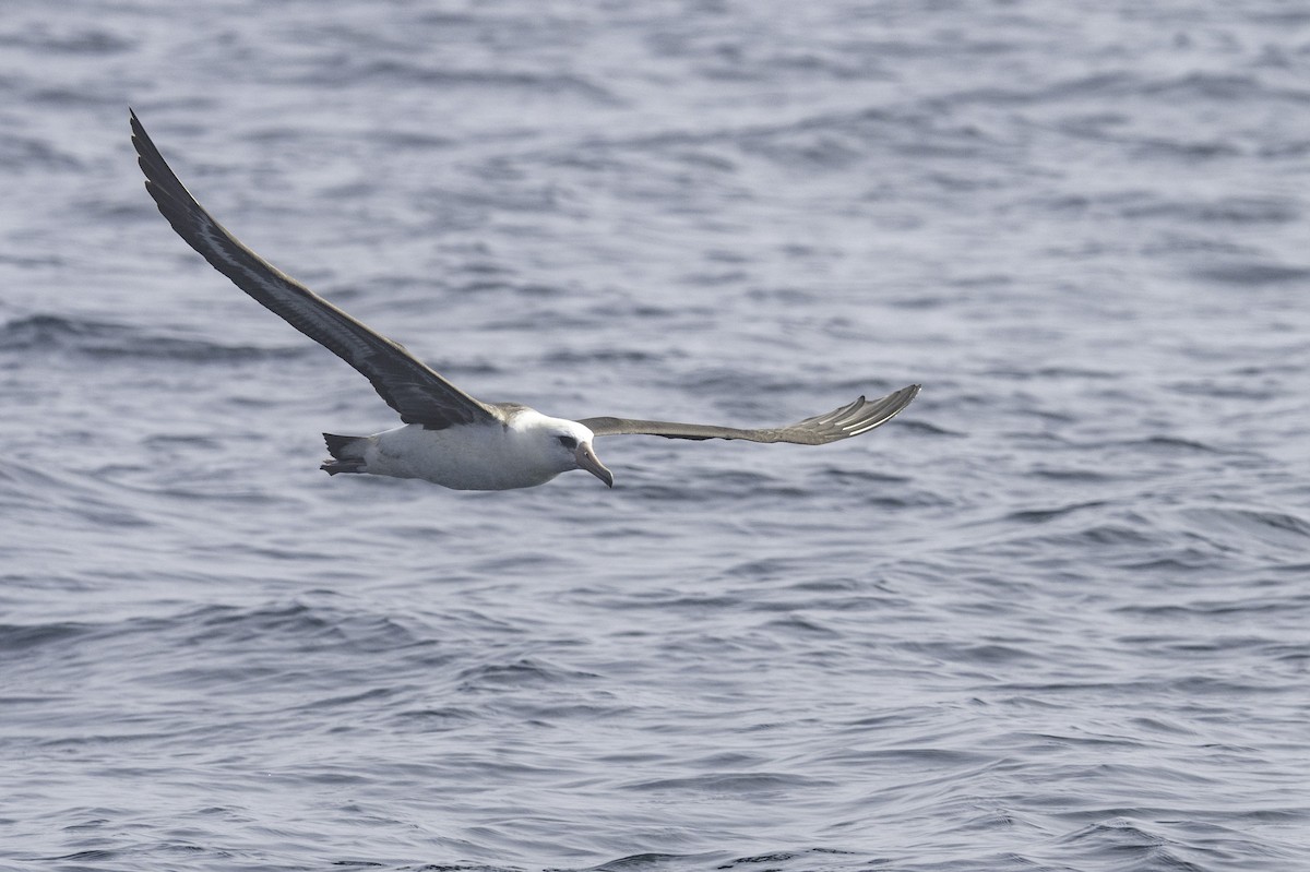 Albatros de Laysan - ML643839738