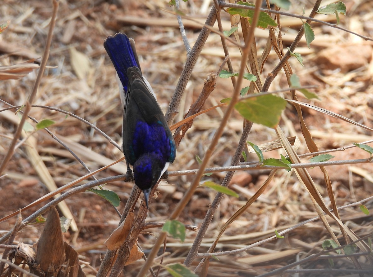 Eastern Violet-backed Sunbird - ML643839742