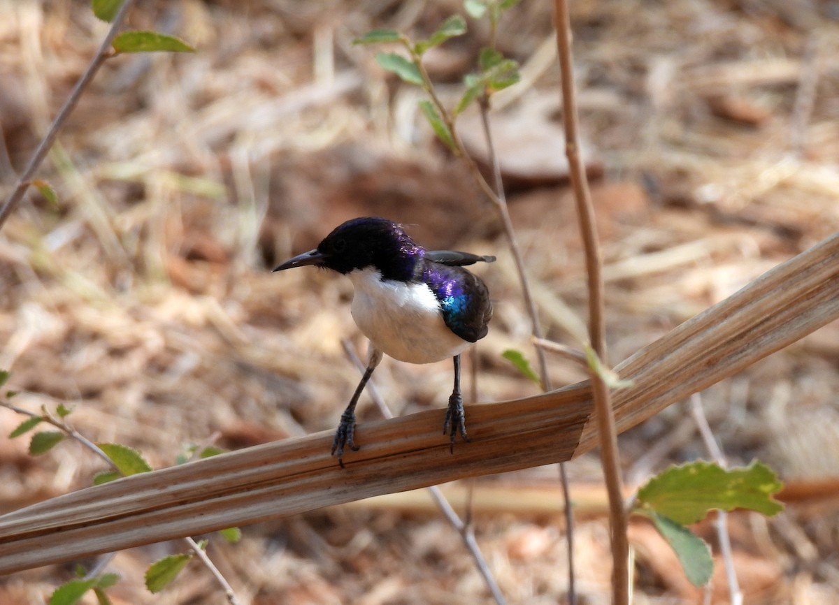 Eastern Violet-backed Sunbird - ML643839743