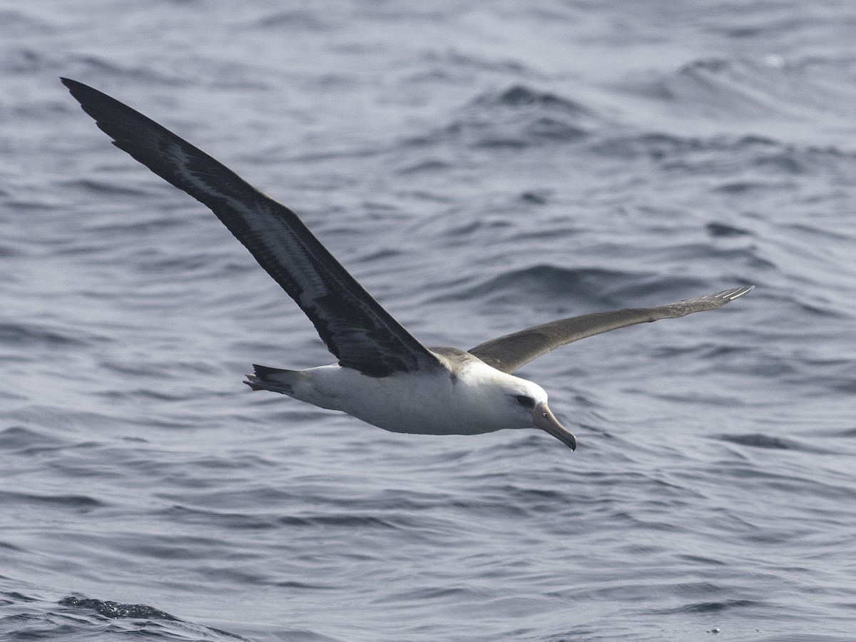 Albatros de Laysan - ML643839747