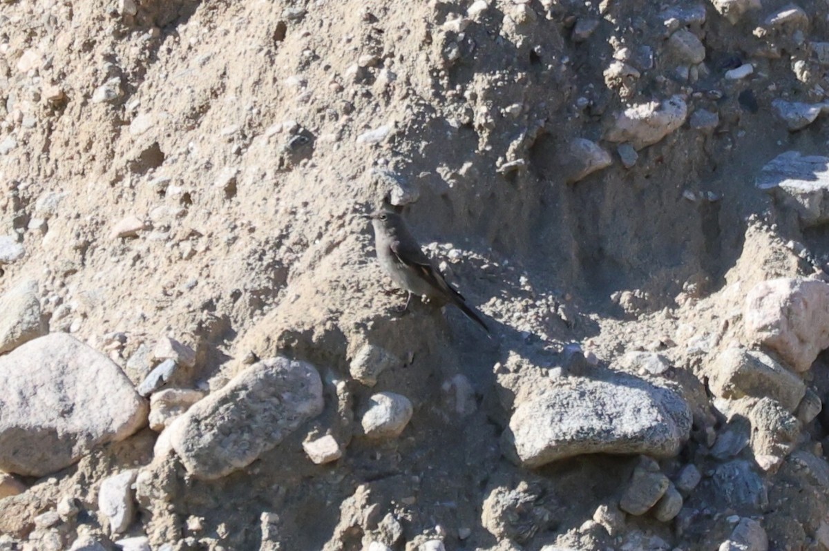 Townsend's Solitaire - ML643839749