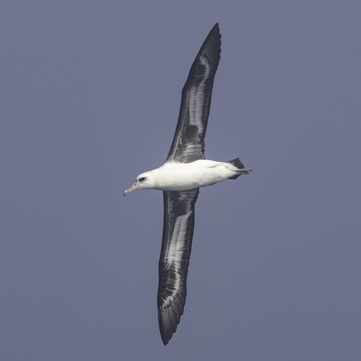 Albatros de Laysan - ML643839751