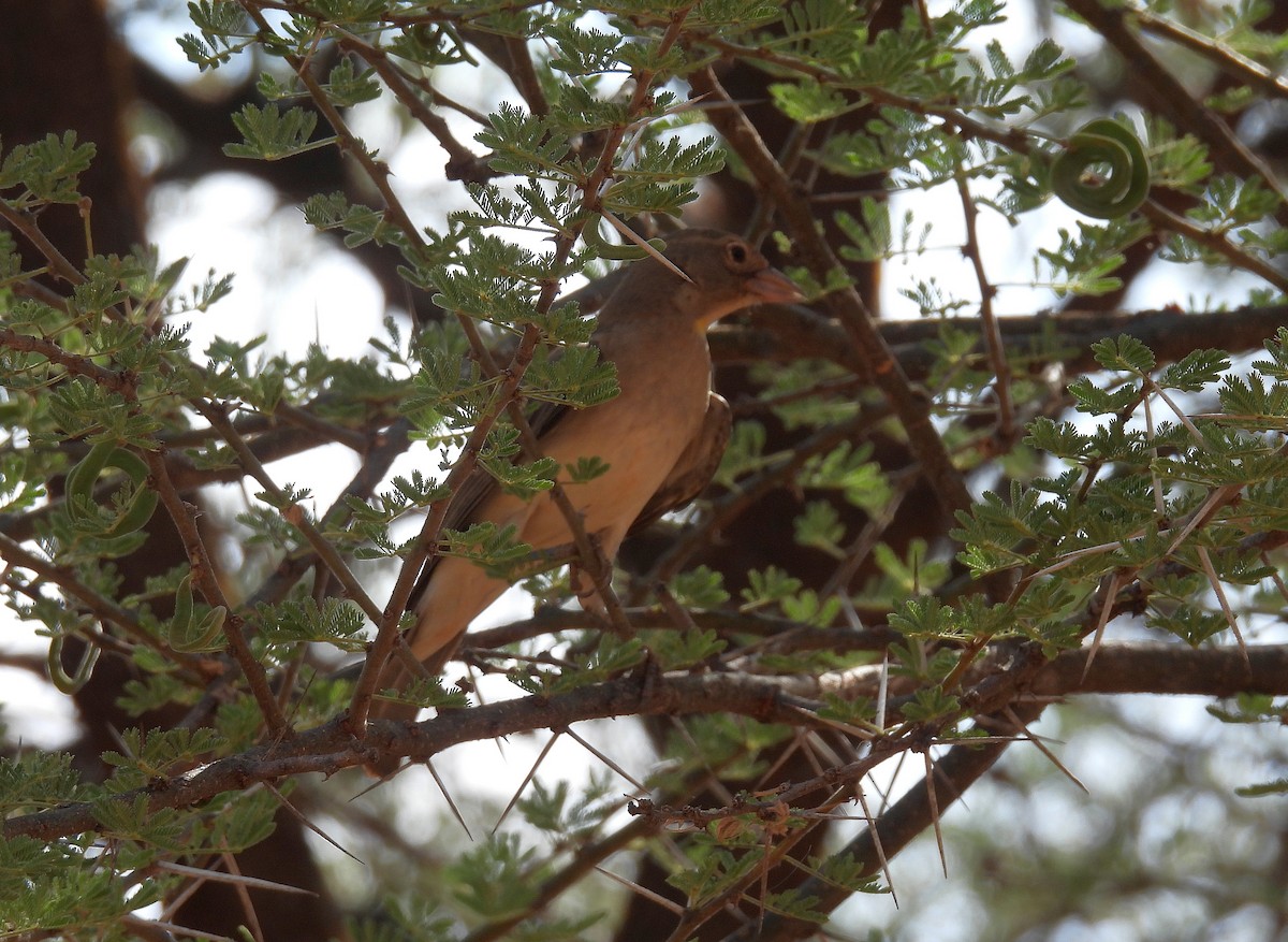 Yellow-spotted Bush Sparrow - ML643839754