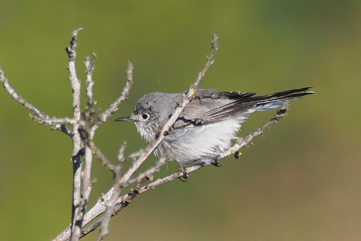 Blue-gray Gnatcatcher - ML643839757