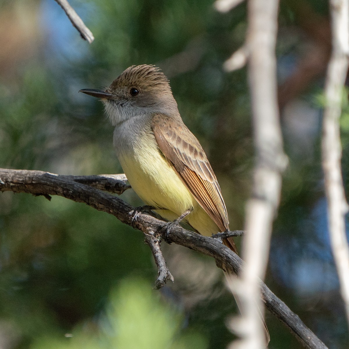 Brown-crested Flycatcher - ML643839761