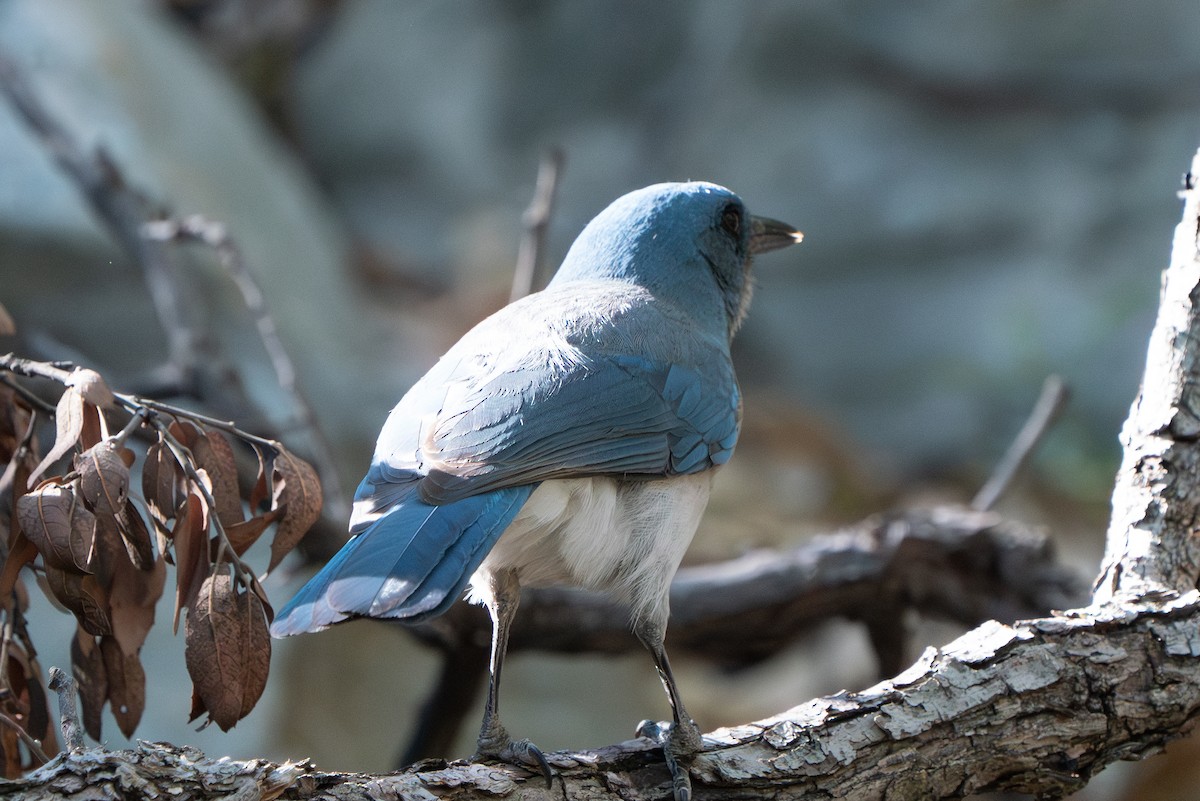Mexican Jay - ML643839774