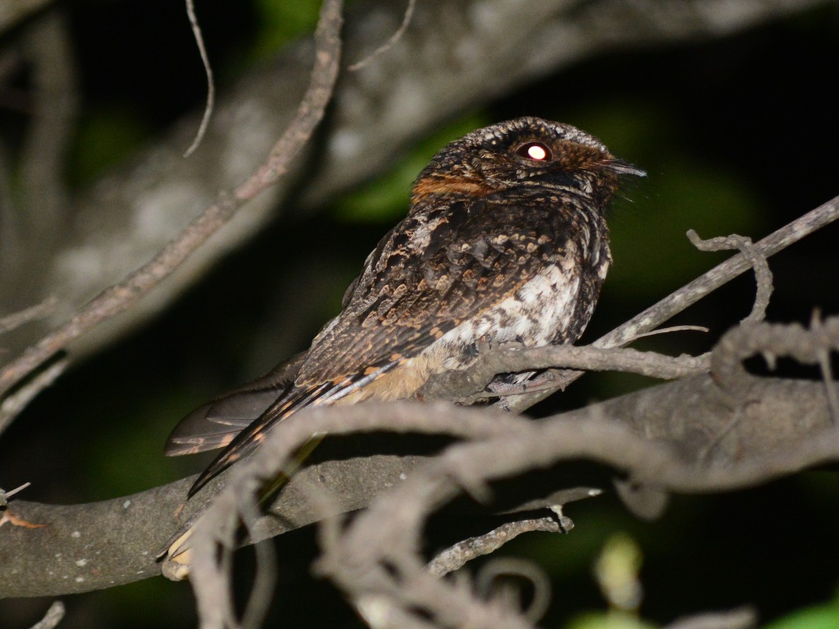 Гватемальский козодой - ML643839787