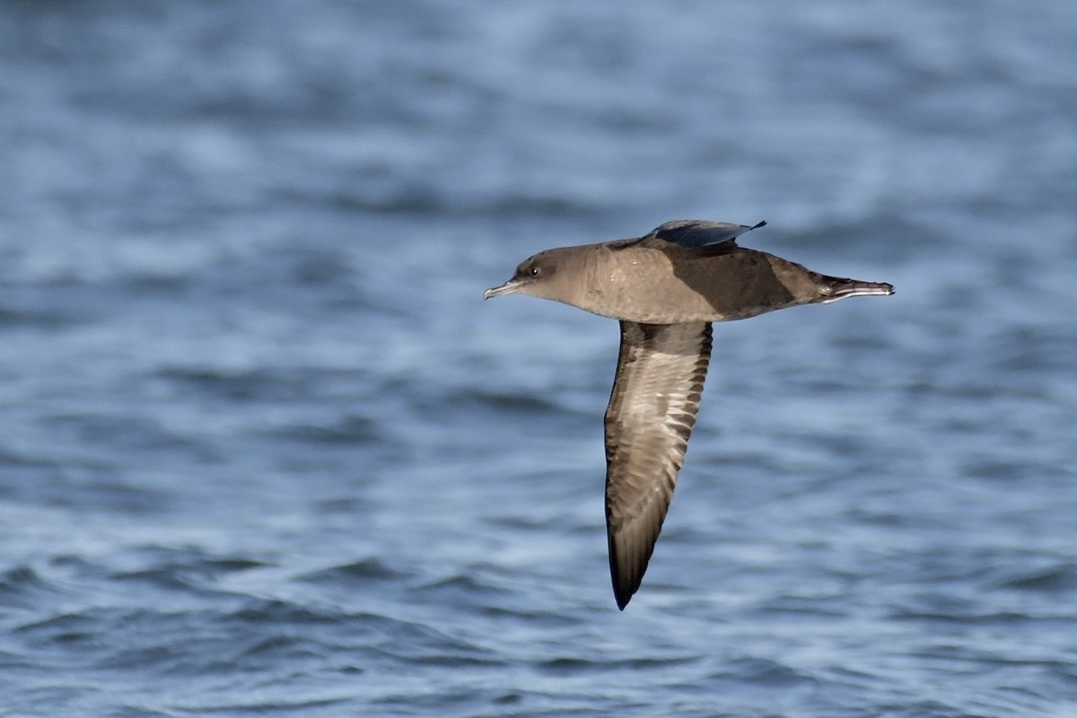 Short-tailed Shearwater - ML643839812