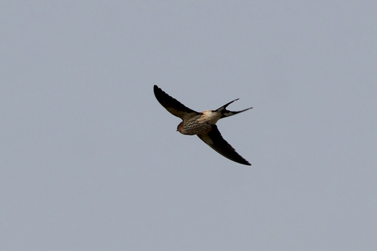 Greater Striped Swallow - ML643839818