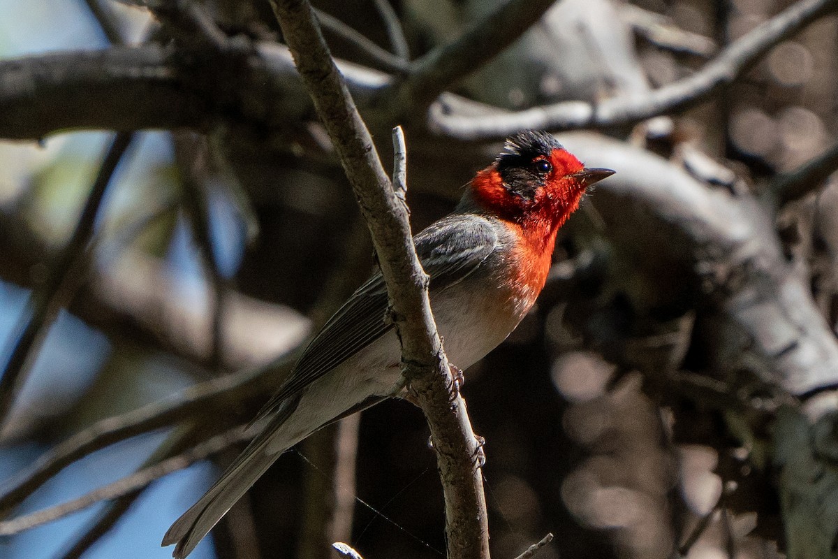 Red-faced Warbler - ML643839820