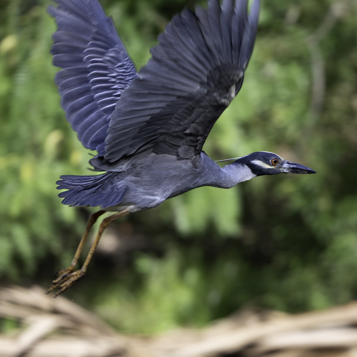 Yellow-crowned Night Heron - ML643839822