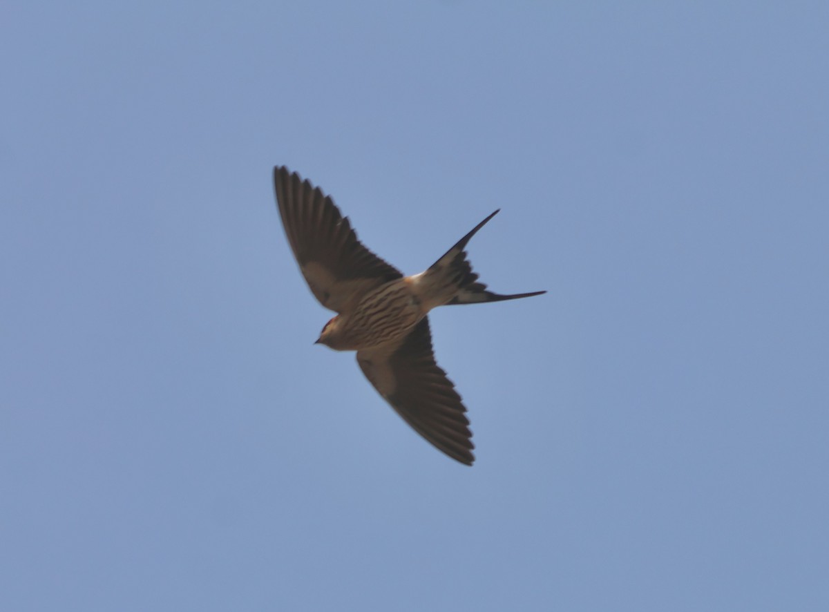 Greater Striped Swallow - ML643839827