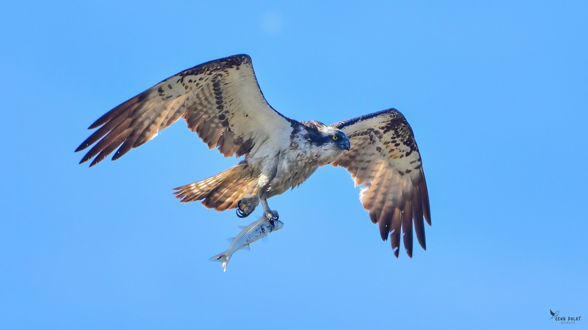 Osprey - ML643839829