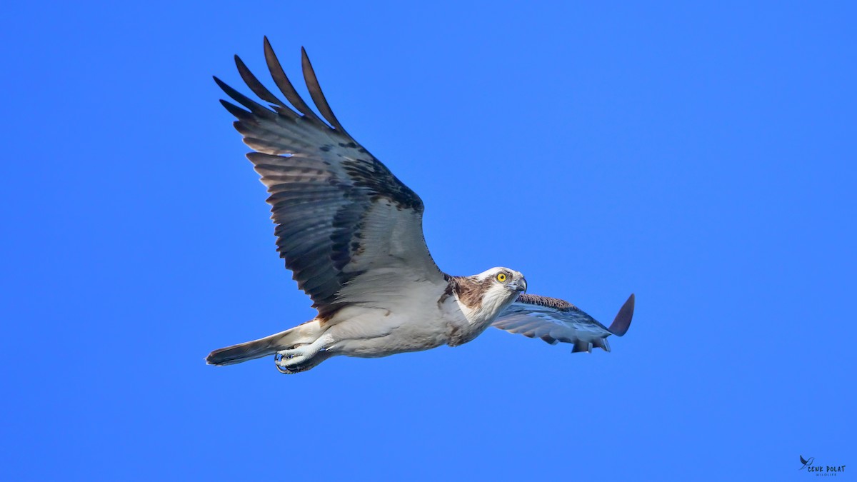 Osprey - ML643839830