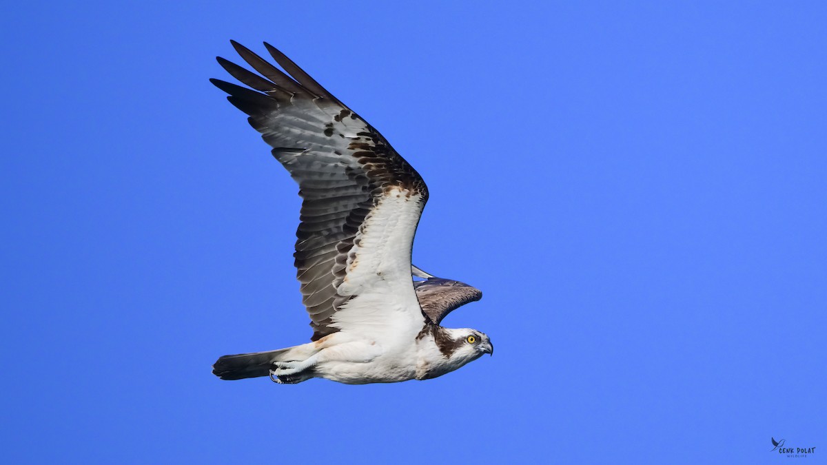 Osprey - ML643839832