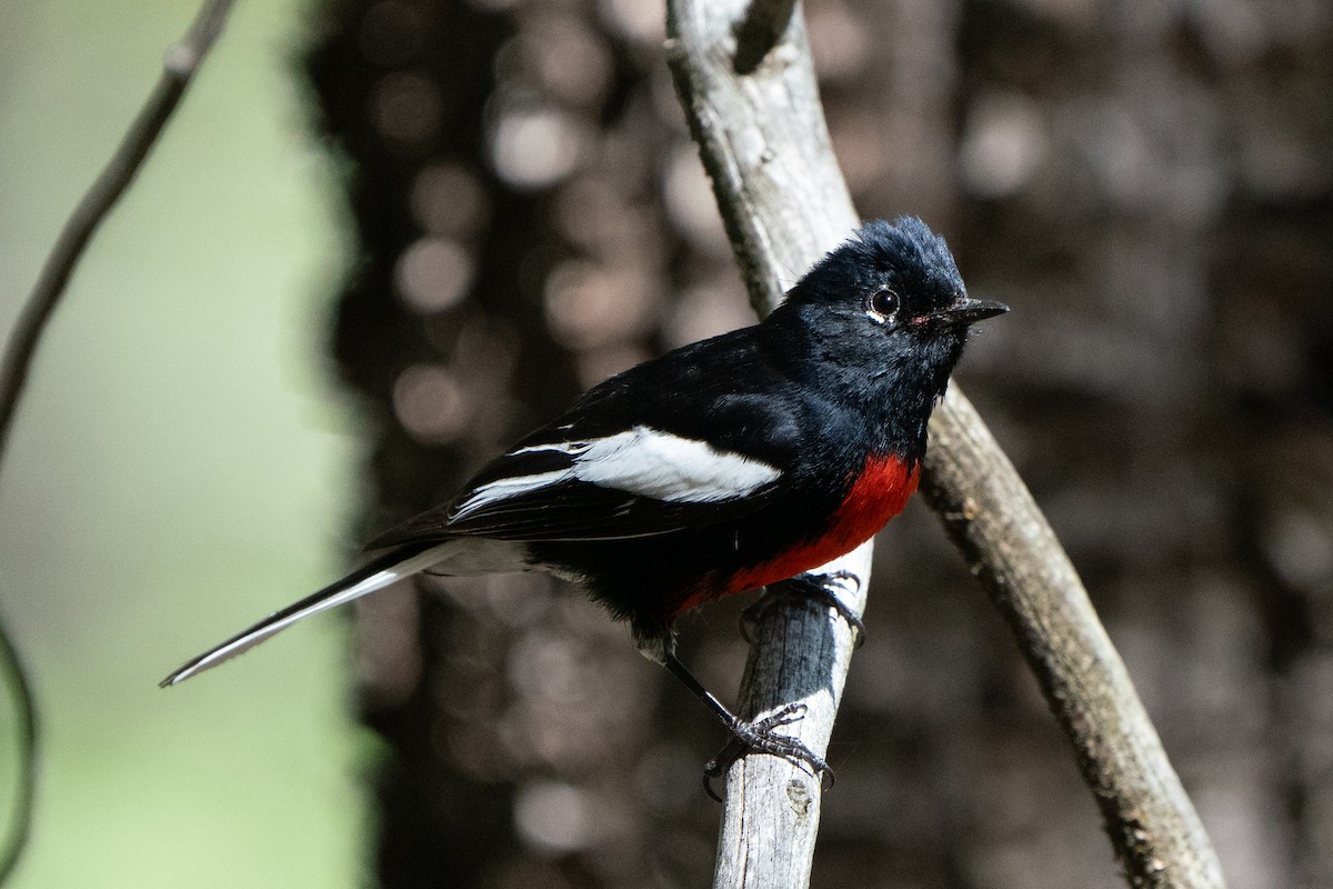 Painted Redstart - ML643839839