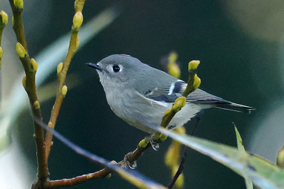 Ruby-crowned Kinglet - ML643839863