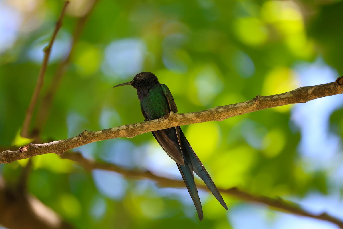 Swallow-tailed Hummingbird - ML643839877