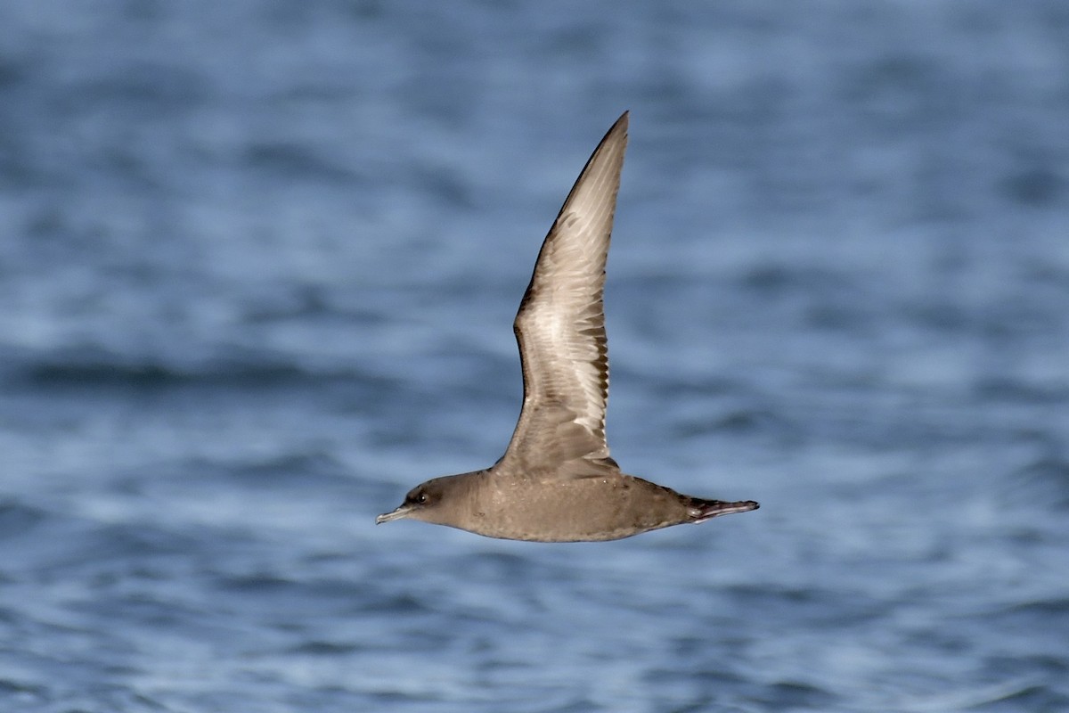 Short-tailed Shearwater - ML643839883