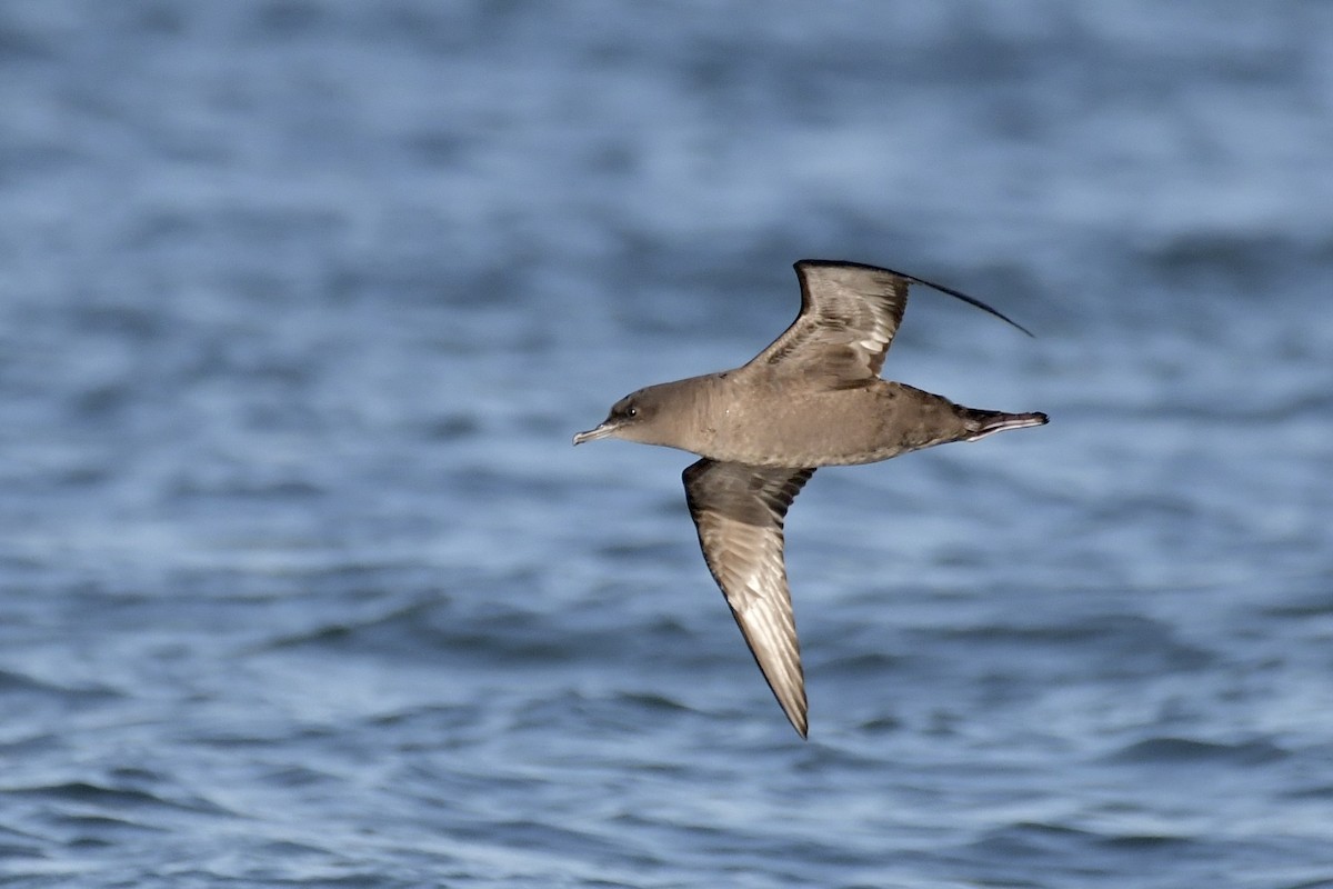Short-tailed Shearwater - ML643839884