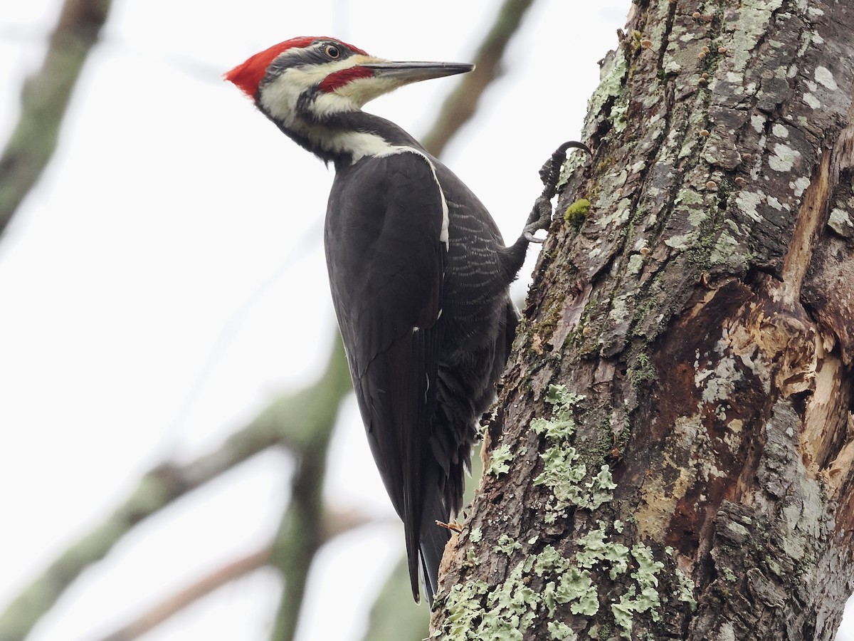 Pileated Woodpecker - ML643839889