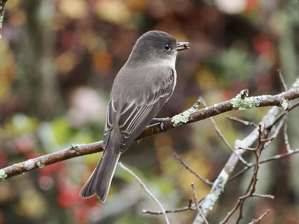 Eastern Phoebe - ML643839908