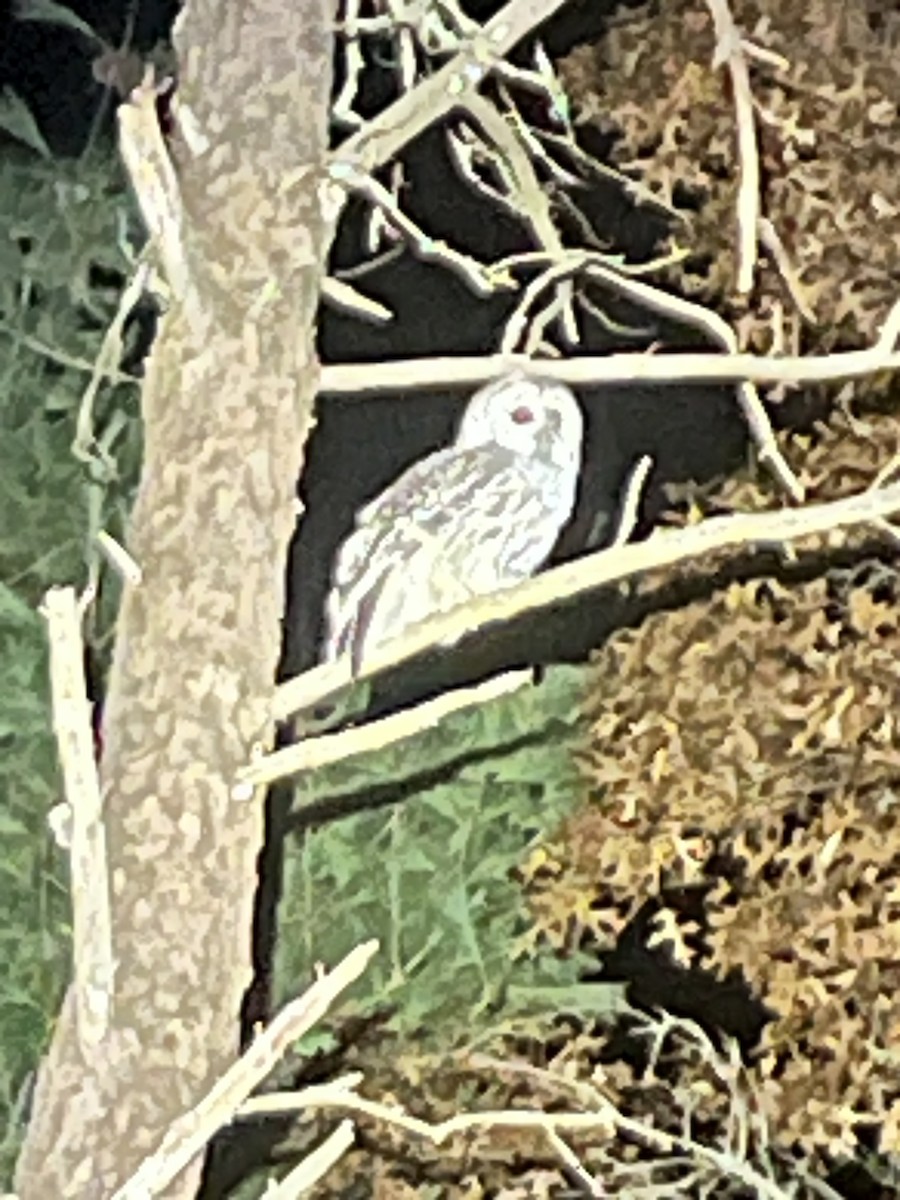 Barred Owl - ML643839919