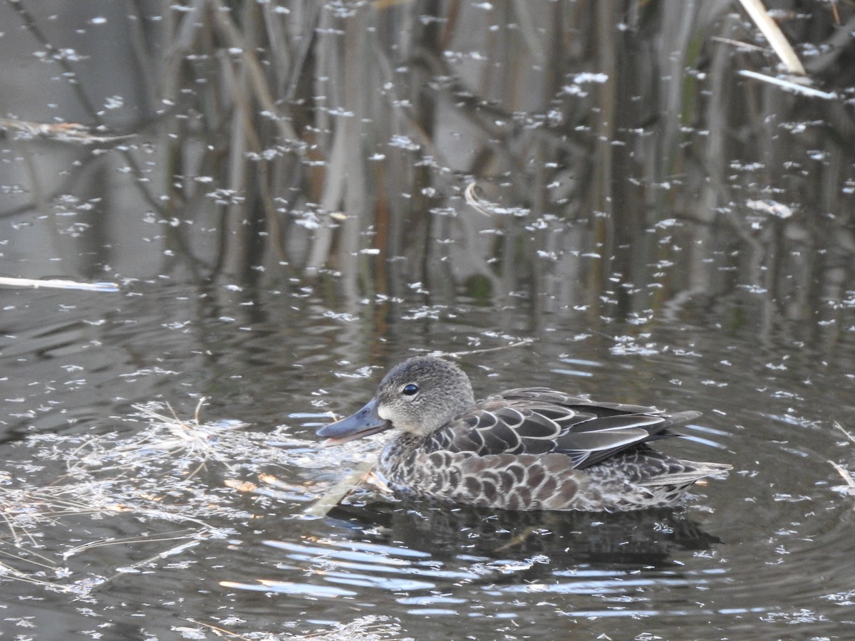 Blue-winged Teal - ML643839922