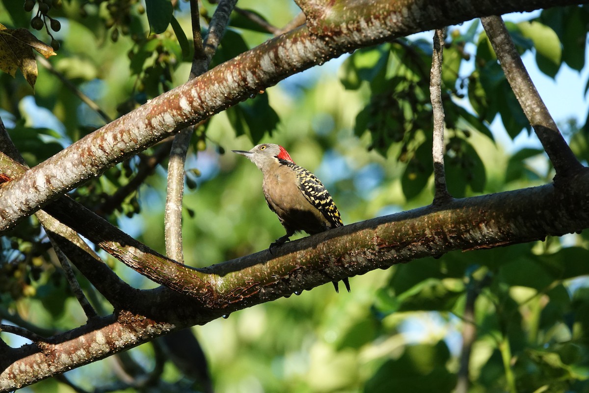 Hispaniolan Woodpecker - ML643839924