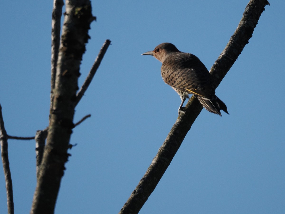 ハシボソキツツキ（auratus／luteus） - ML643839925