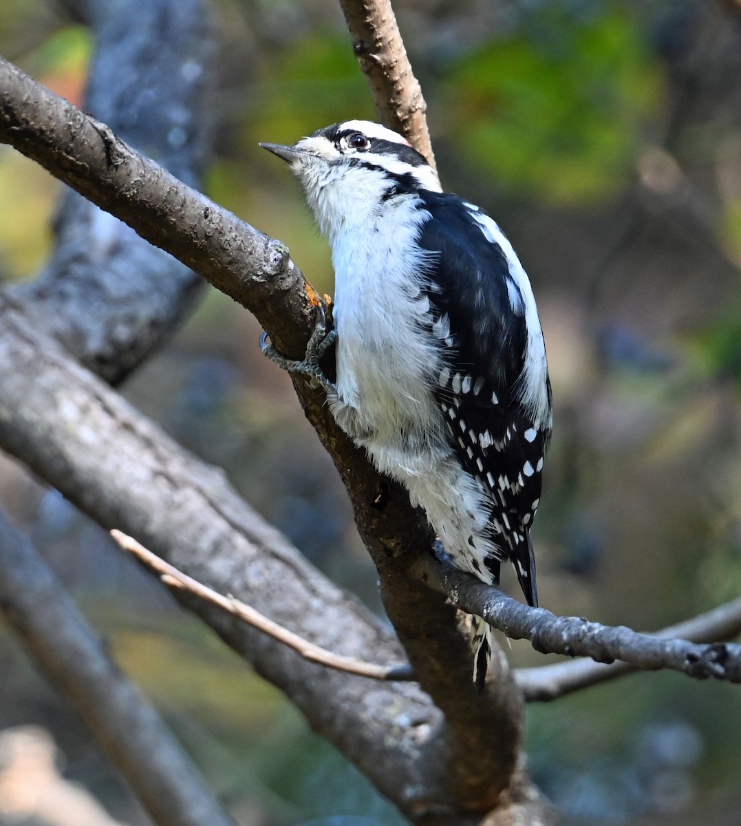 Downy Woodpecker - ML643839926