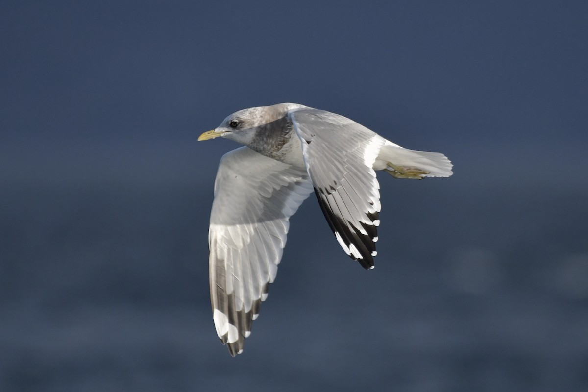 Short-billed Gull - ML643839931